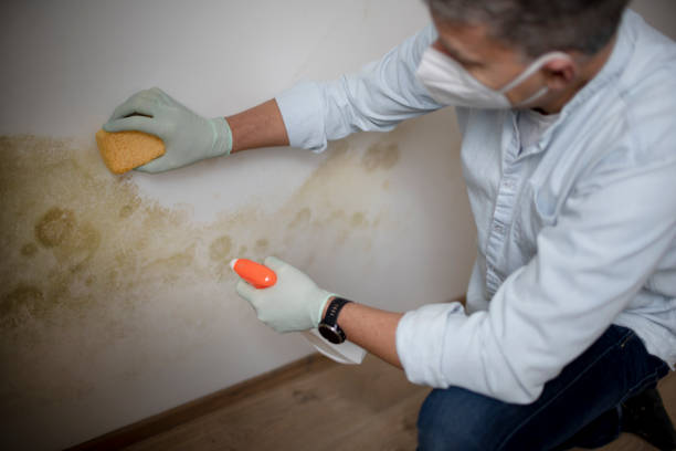 Best Attic Mold Removal  in Kennett Square, PA
