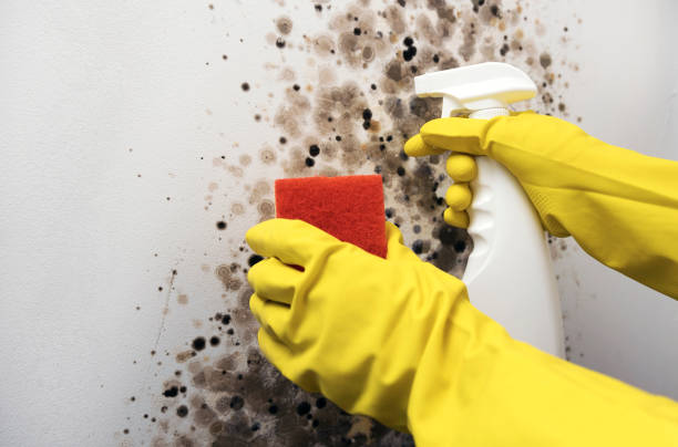 Best Crawl Space Mold Removal  in Kennett Square, PA