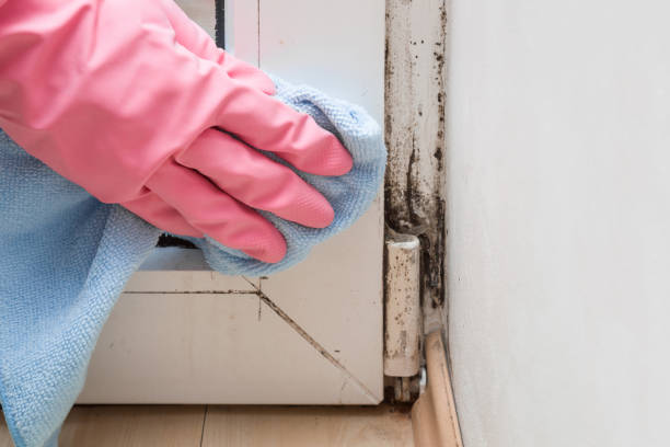 Professional Mold Removal in Kennett Square, PA